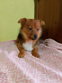 Incrocio volpina femmina