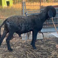 Pecore montone 4r Moro