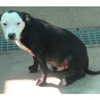 Cucciolo simil.amstaf