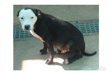 Cucciolo simil.amstaf