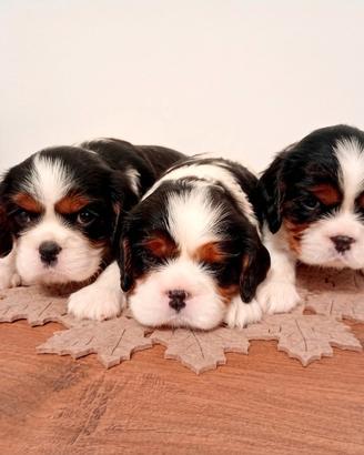 Cuccioli Cavalier king pedigree ENCI 