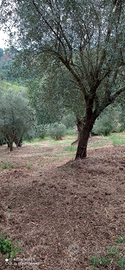 Terreno agricolo