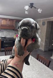 Bulldog francese blue