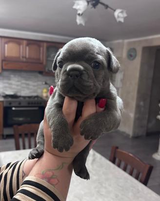 Bulldog francese blue