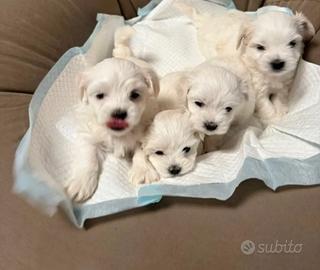 Maltese toy