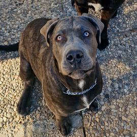Cucciola cane corso 6 mesi