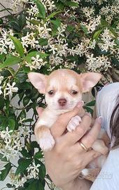 Maschietto chihuahua pedigree Enci