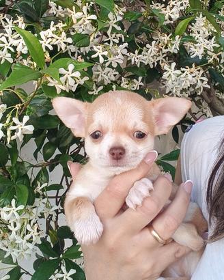 Maschietto chihuahua pedigree Enci