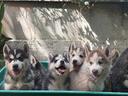 husky