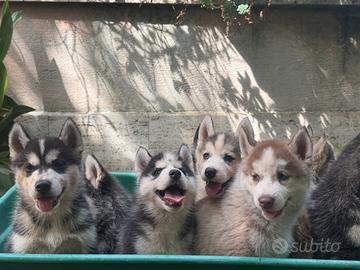 Husky