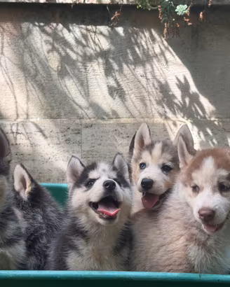 Husky