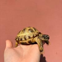 Tartaruga della steppa russa