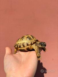 Tartaruga della steppa russa