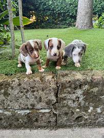 Cuccioli di bassotto nano