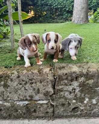 Cuccioli di bassotto nano