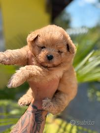 Barboncini per Pomerania pomapoo