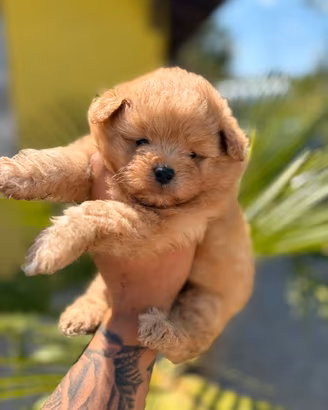 Barboncini per Pomerania pomapoo