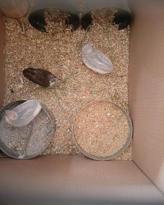 Quaglie cinesi