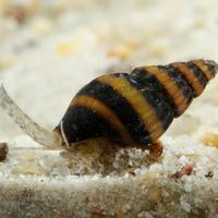 Anentome helena "lumaca killer"