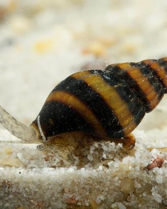 Anentome helena "lumaca killer"