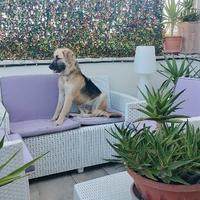 Cucciolona simil pastore tedesco