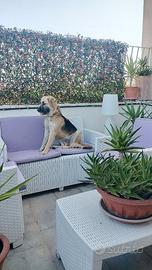 Cucciolona simil pastore tedesco