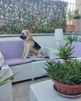 Cucciolona simil pastore tedesco