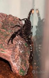 Scorpione heterometrus spinifer