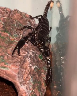 Scorpione heterometrus spinifer