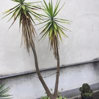 Pianta YUCCA