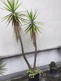 Pianta YUCCA