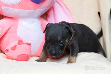 American pitbull terrier