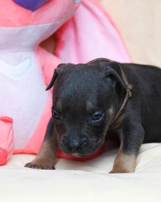 American pitbull terrier