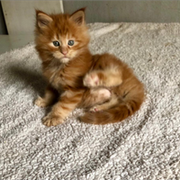 Splendido Cucciolo Maine Coon tg XXL pedigree Anf