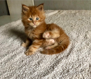 Splendido Cucciolo Maine Coon tg XXL pedigree Anf