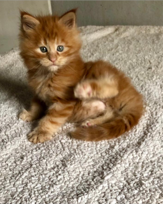 Splendido Cucciolo Maine Coon tg XXL pedigree Anf