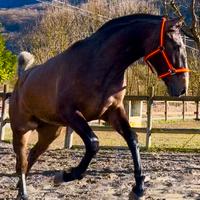 Cavalla Lusitana