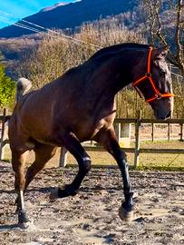 Cavalla Lusitana