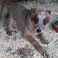 Australian cattle dog / pastore australiano