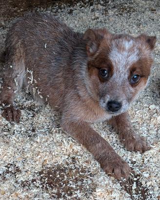 Australian cattle dog / pastore australiano