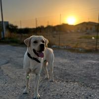 Labrador per monta