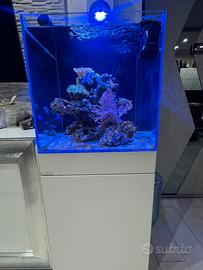 Acquario marino