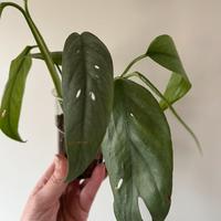 Pothos Cebu Blu