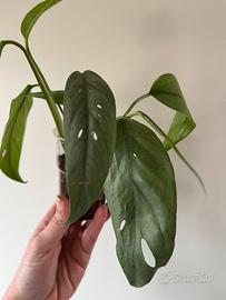 Pothos Cebu Blu