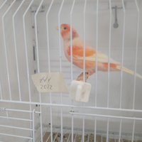 Uccelli