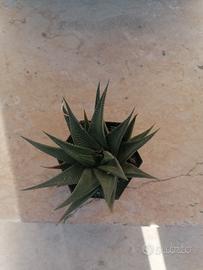 piante grasse varie