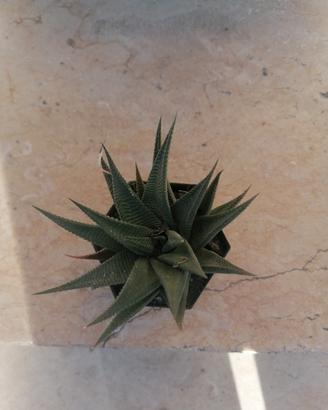 piante grasse varie