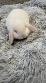 Coniglietto nano Ariete dolcissimo