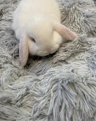 Coniglietto nano Ariete dolcissimo