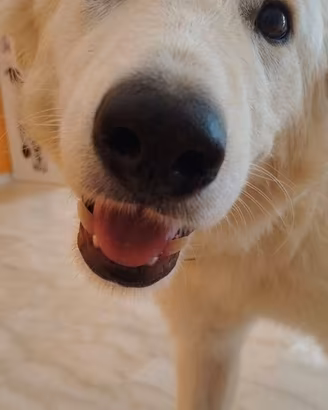 Egidia cucciola 7 mesi